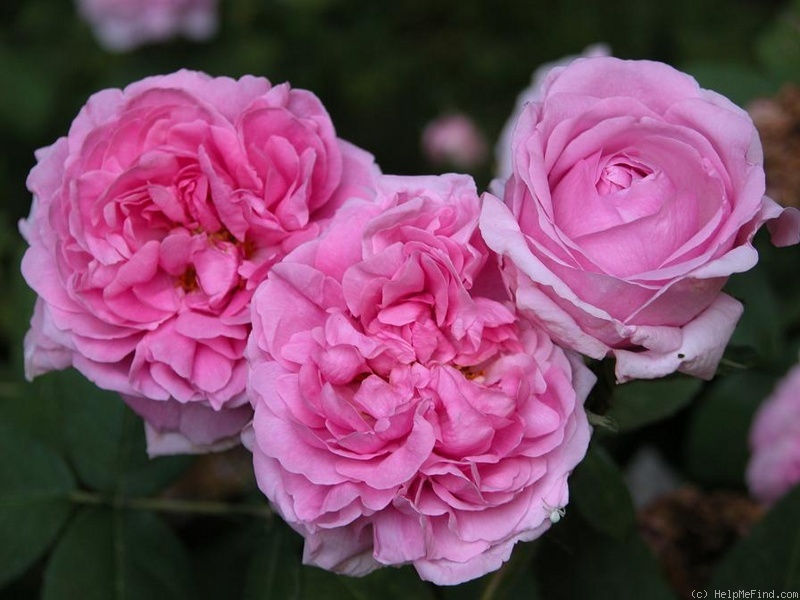 'Comte de Chambord - in commerce (possibly 'Mme Boll')' rose photo