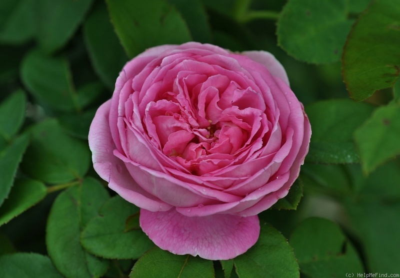 'Comtesse Cécile de Chabrillant' rose photo