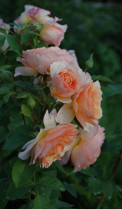 'Froufroutante Jackie ®' rose photo