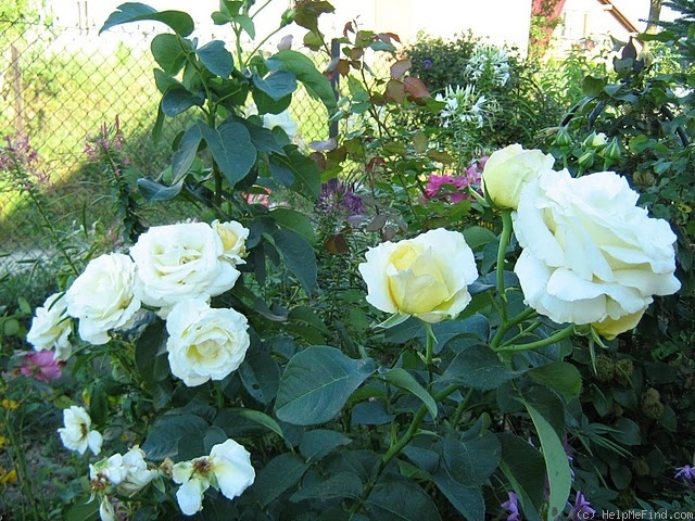 'Frederyk Chopin' rose photo