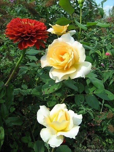 'Casanova (hybrid tea, McGredy, 1957)' rose photo