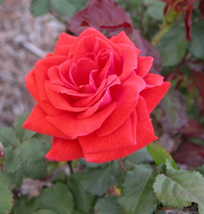 'Orangecrest' rose photo