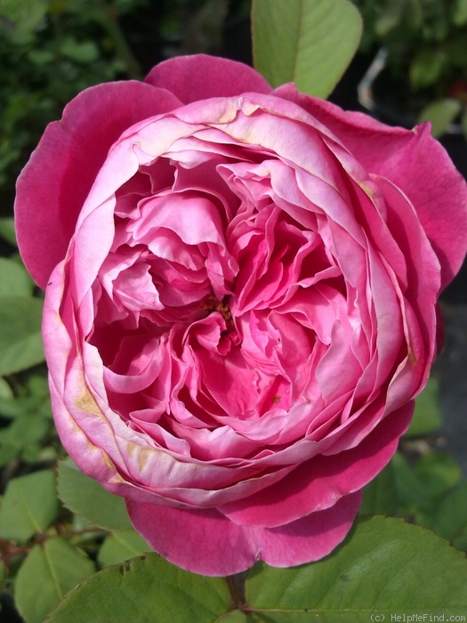 'Accademia ®' rose photo