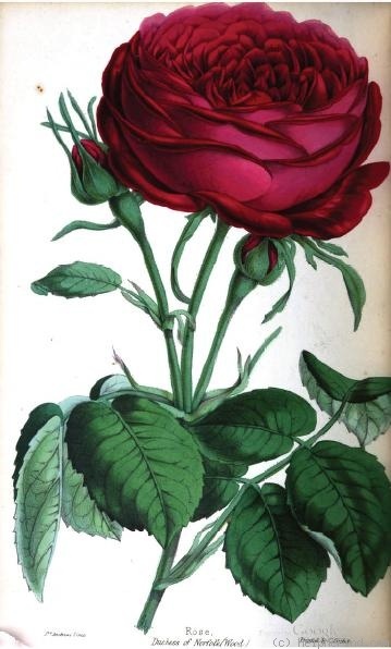 'Duchesse de Norfolk (hybrid perpetual, Margottin, 1853)' rose photo