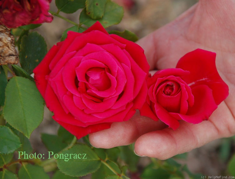 'Samantha ® (hybrid tea, Warriner 1974)' rose photo