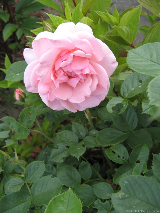 'Astrid Lindgren' rose photo