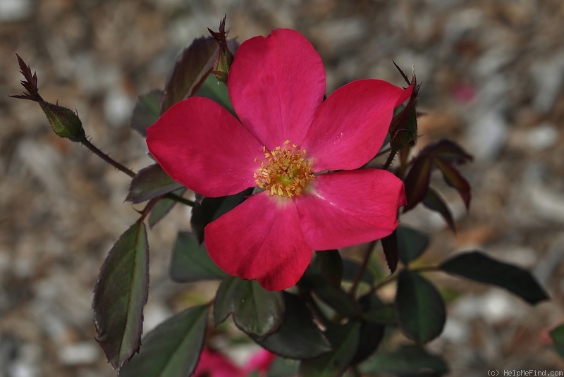 'Rose of Picardy' rose photo