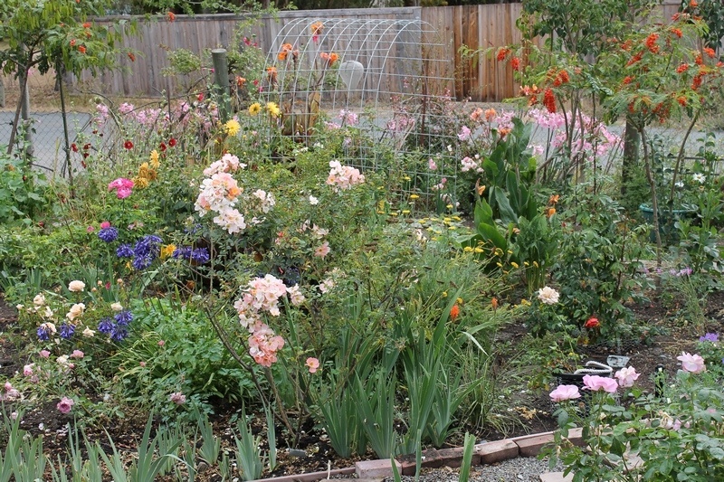 'Landperson's Garden'  photo