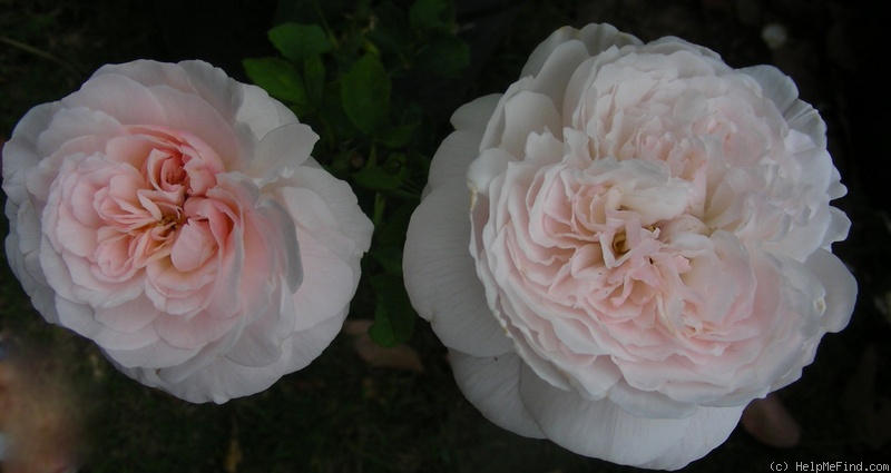 'Miss Alice ® (shrub, Austin 2000)' rose photo