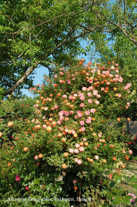 'Beautiful Sunrise' rose photo