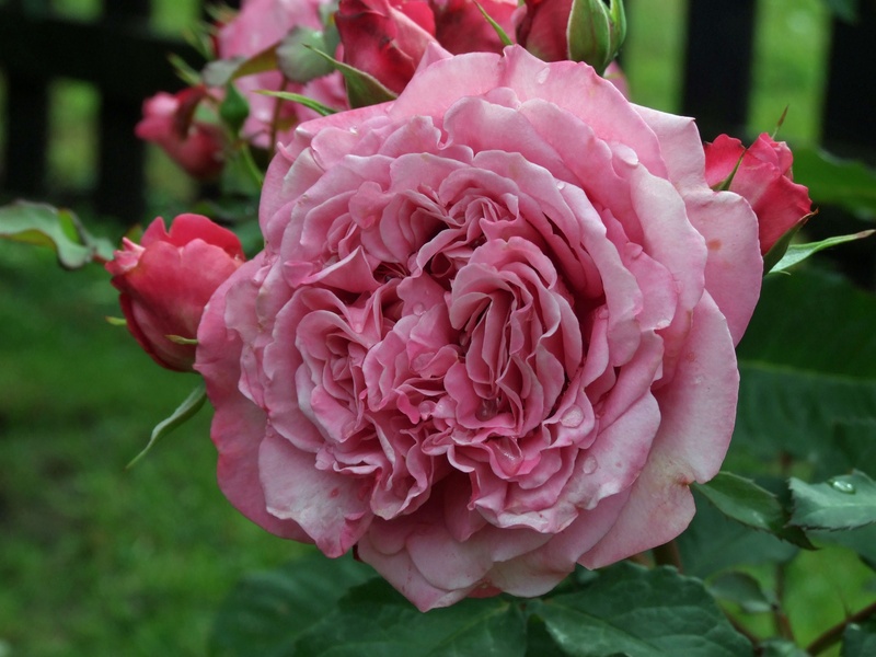 'Agnès Schilliger ®' rose photo