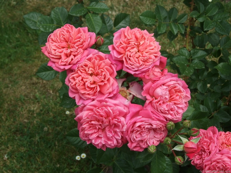 'Dan Poncet ®' rose photo