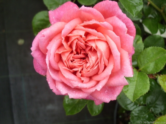 'Dan Poncet ®' rose photo