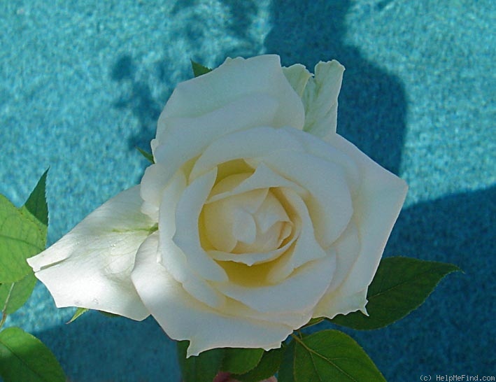 'Callista (shrub, Rippetoe, 2005)' rose photo