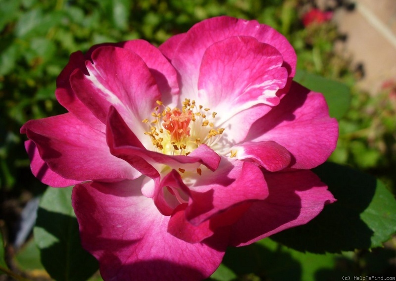 'Sweet Intoxication' rose photo