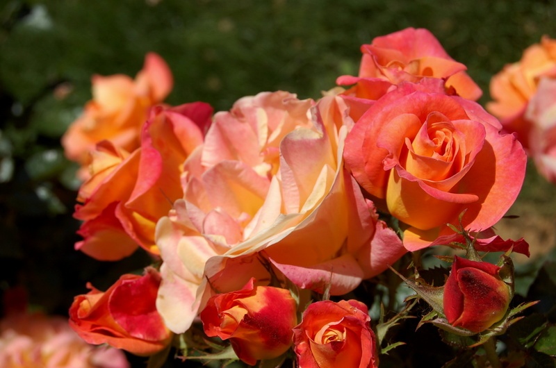 'Saga ® (floribunda, Fryer, 2009)' rose photo