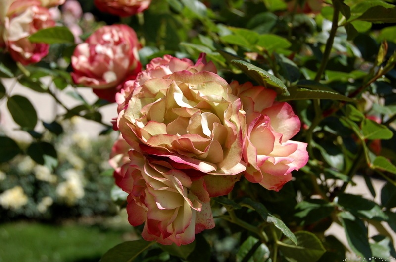 'Acropolis ®' rose photo