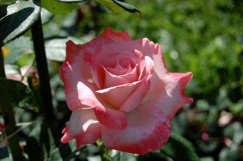 'Big Apple ® (hybrid tea, J&P 2003)' rose photo