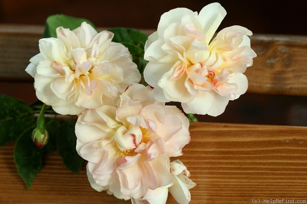 'Desprez à fleurs jaunes' rose photo