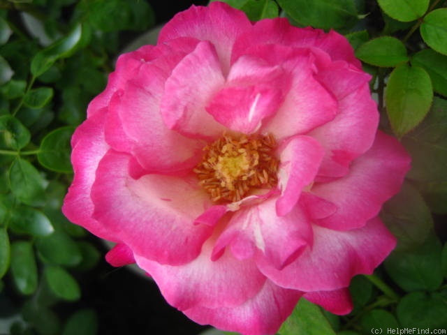 'Taiwan Sunrise' rose photo