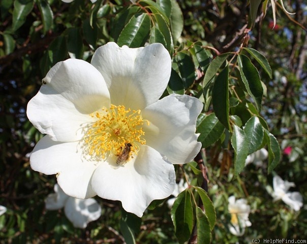 'Mrs. Richard Turnbull' rose photo