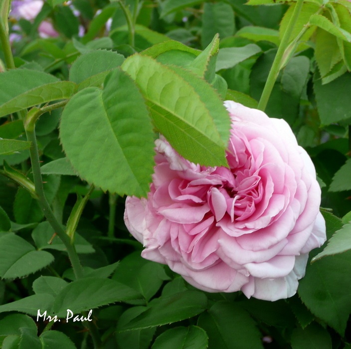 'Mrs. Paul' rose photo