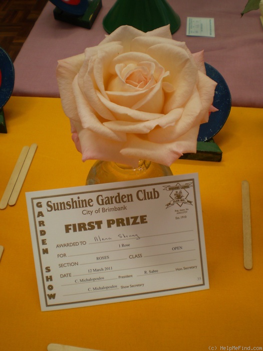'It's A Winner' rose photo