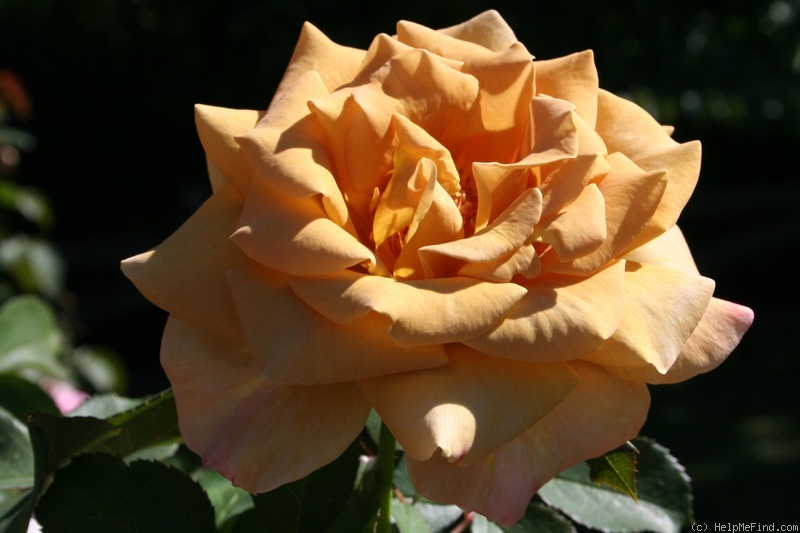 'Honey Dijon ™ (Hybrid Tea, Sproul, 2003)' rose photo