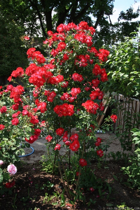 'Dortmund' rose photo