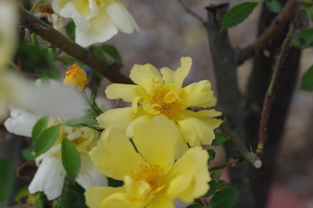 'Star of Persia' rose photo