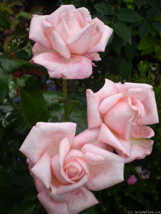 'New Zealand (Hybrid Tea. McGredy, 1988)' rose photo