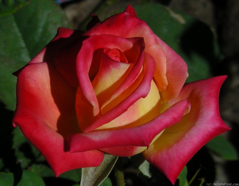 'Remarkable' rose photo