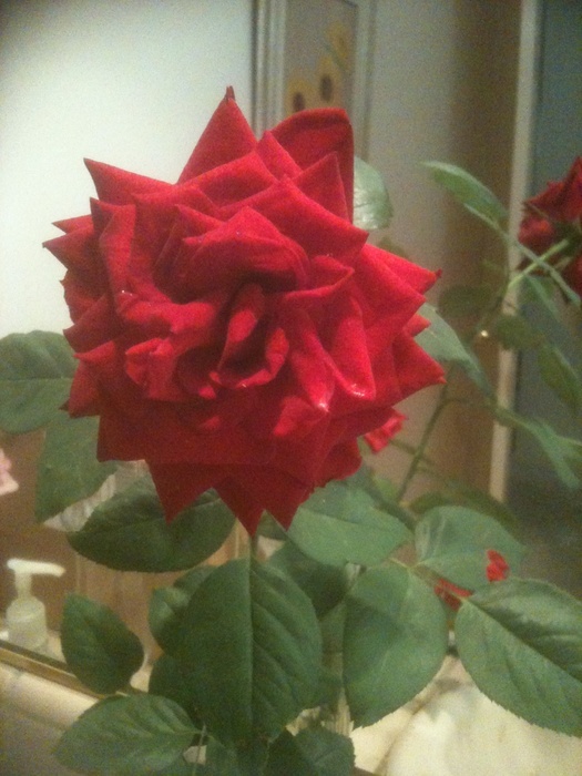 'Tuxedo' rose photo