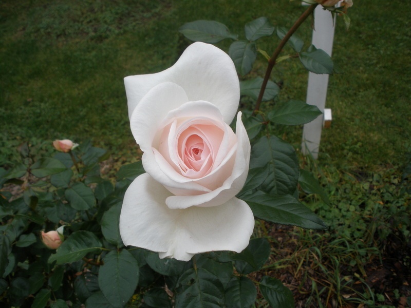 'Prince Jardinier ®' rose photo