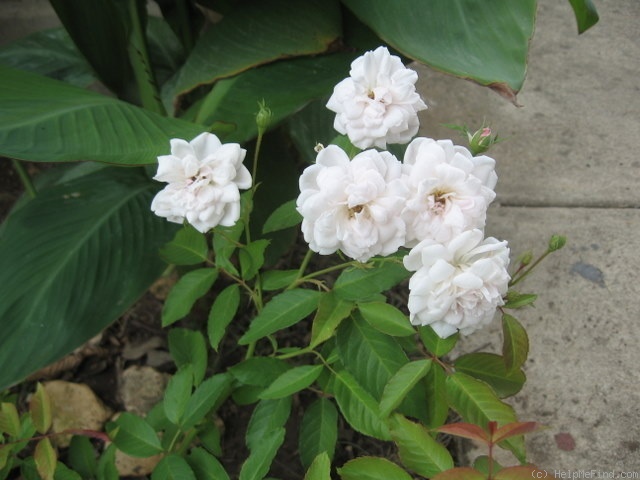 'Marie Pavié' rose photo