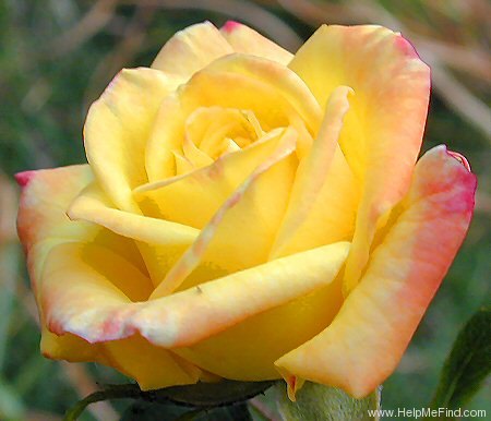 'Yellow Meillandina ®' rose photo