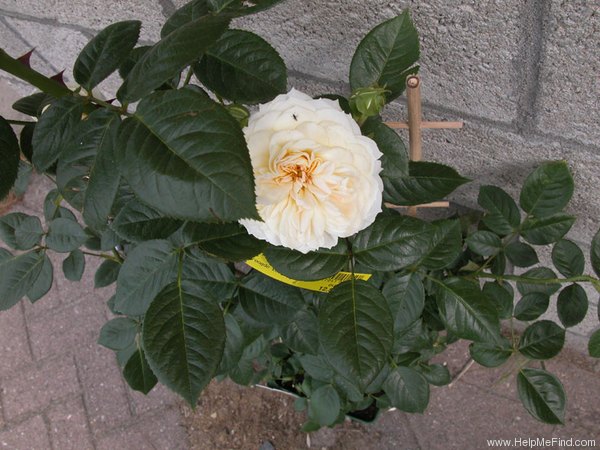 'Flora Romantica' rose photo