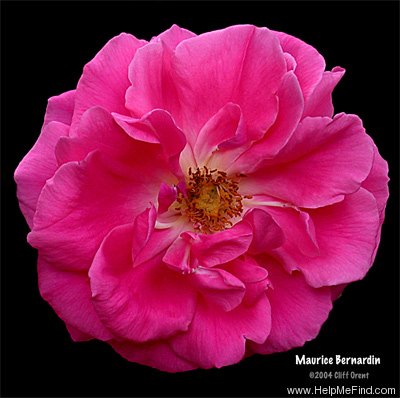 'Maurice Bernardin' rose photo