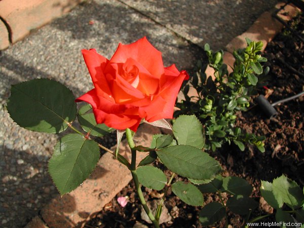 'Margaret Denton' rose photo
