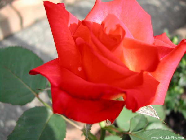 'Margaret Denton' rose photo