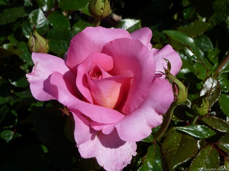 'Fortitude (hybrid tea, Jalbert, 2011)' rose photo