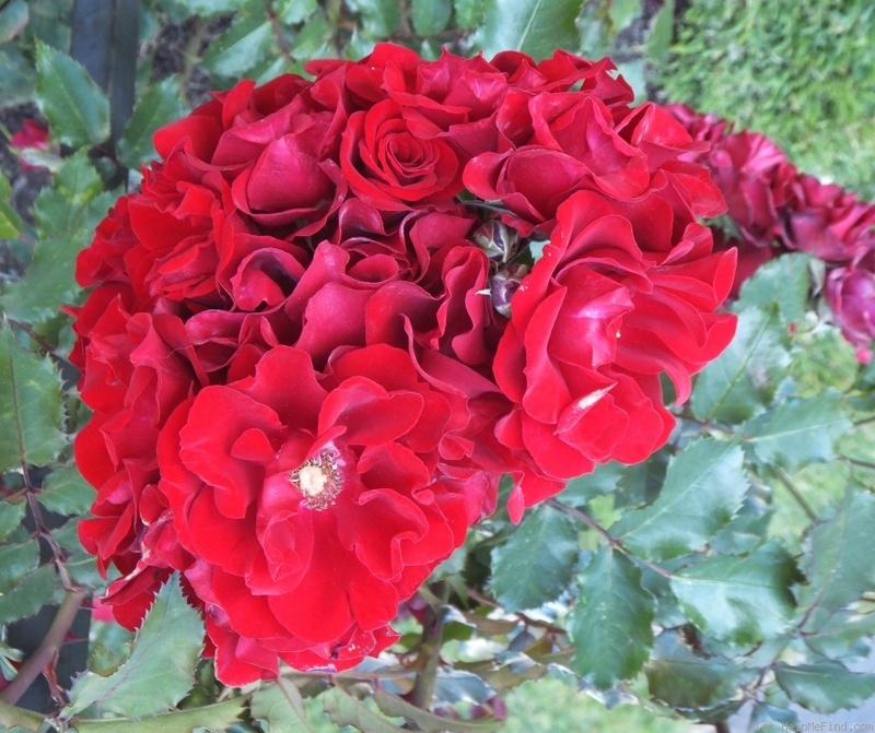 'Red Corsair' rose photo