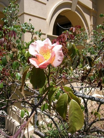 'Mrs. Oswin's Gigantea' rose photo