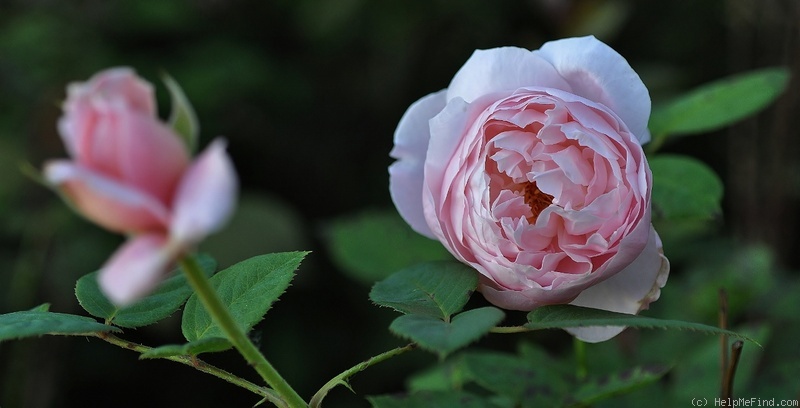 'Chaucer' rose photo