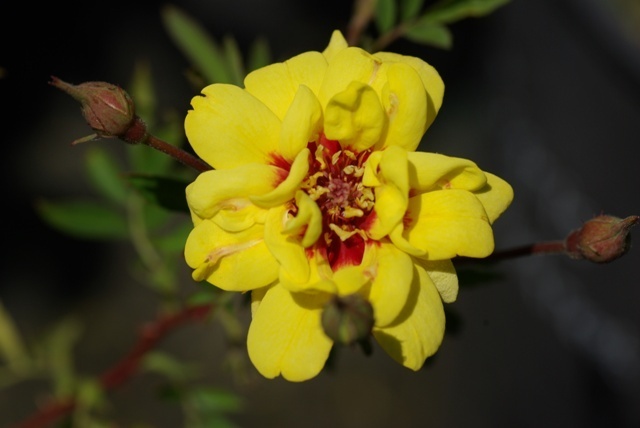 'Tigris (hybrid hulthemia, Harkness, 1975)' rose photo