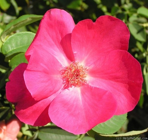 'Nancy Hayward' rose photo