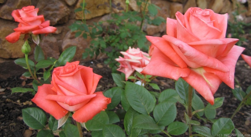 'Vera Johns ® (grandiflora, Kordes, 1977)' rose photo