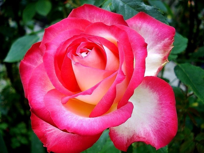 'Neue Revue ®' rose photo