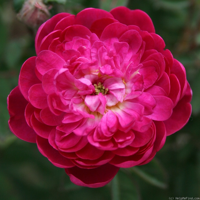 'Burgundian Rose' rose photo