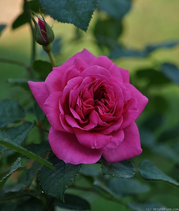 'Lea Renaissance' rose photo